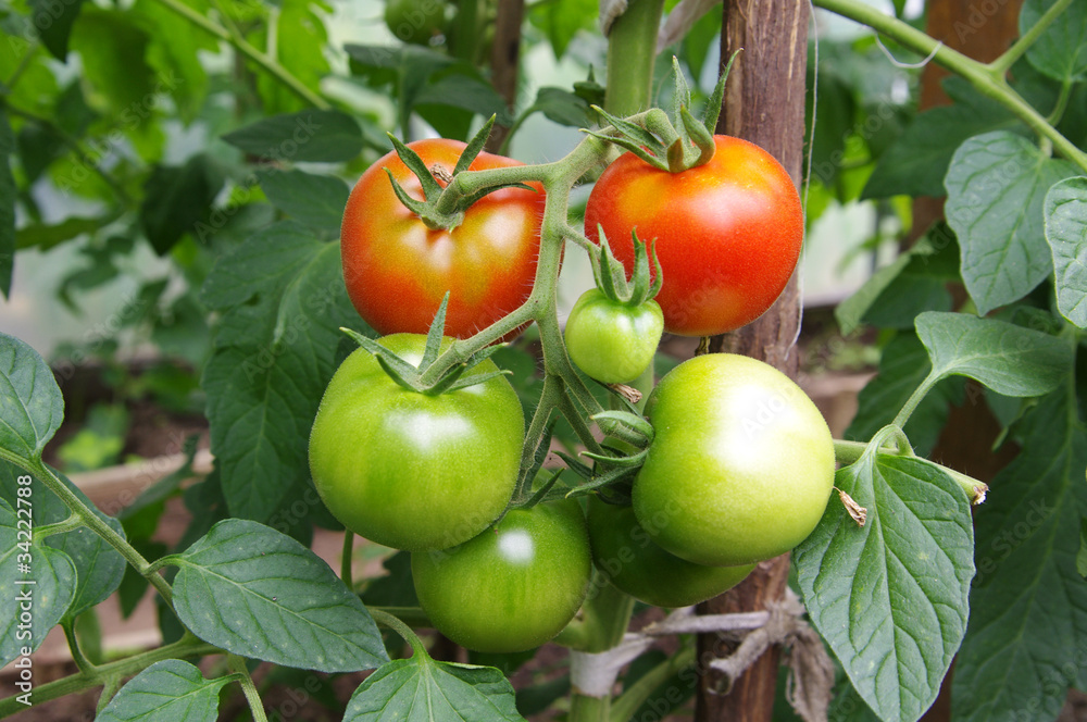 Tomato in a hothouse