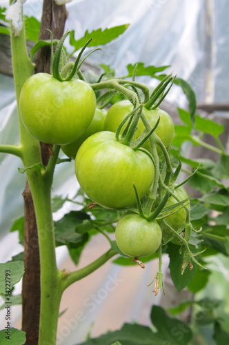 Tomato in a hothouse