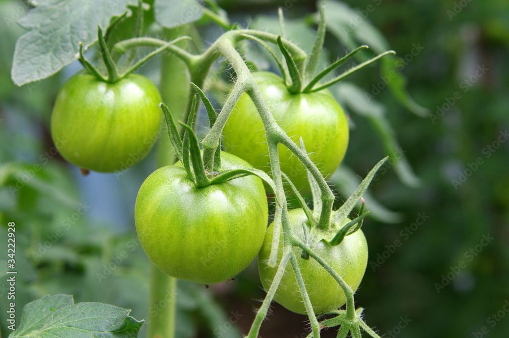 Tomato in a hothouse
