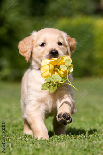 Golden Retriever Welpe mit Blume #34225355