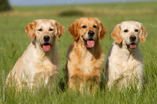 Golden Retriever