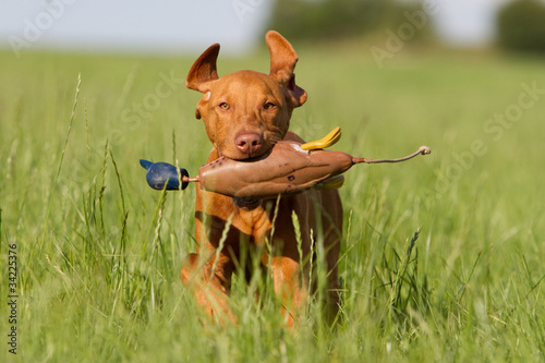 magyar vizsla mit Ente