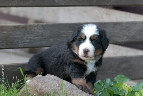 Bernese Mountain Dog puppy portrait