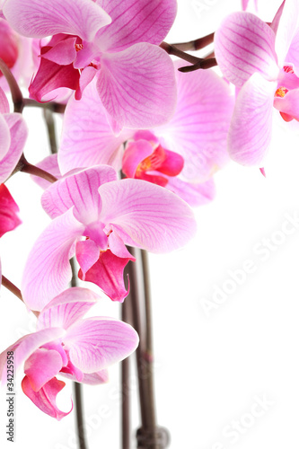 orchid flowers on branch