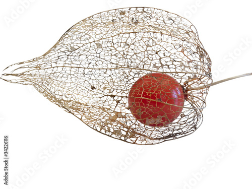 Miechunka (Physalis). Izolowany na białym tle. photo