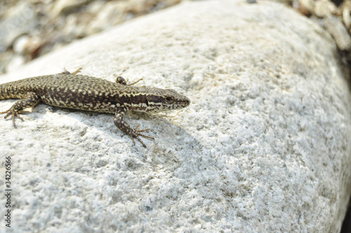 Lizard on a grey stone