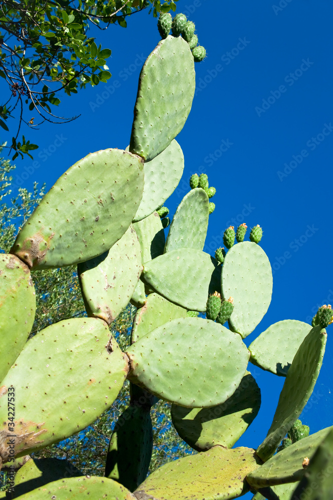 cactus opuntia cactus opuntia