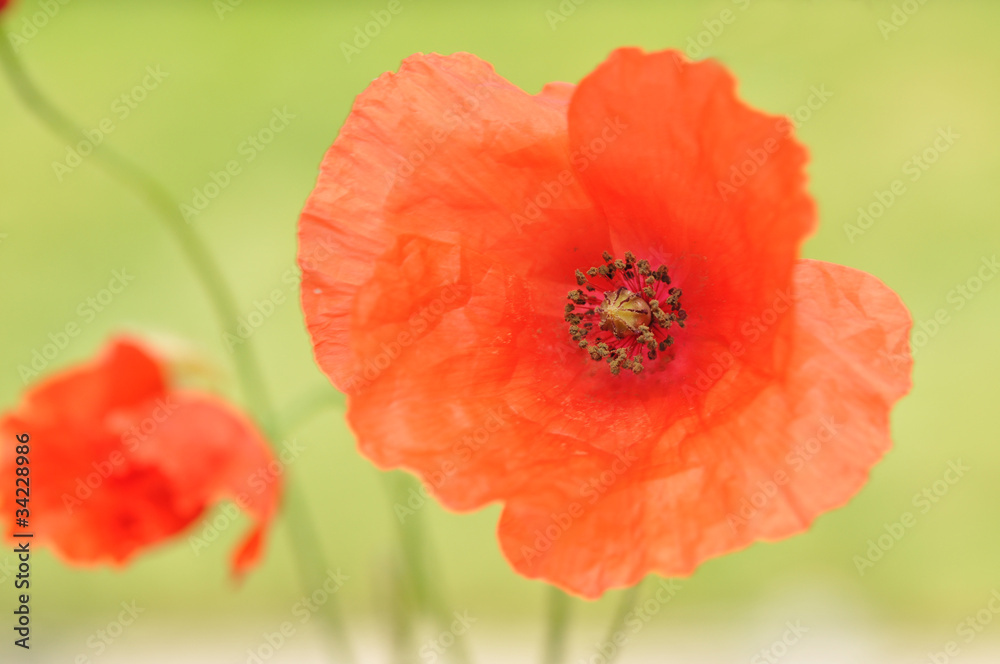 Obraz premium Red Poppies