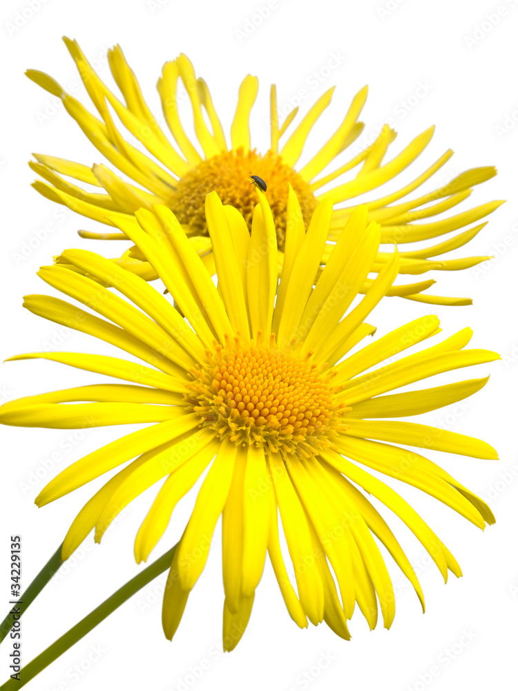 Omieg kaukaski. Izolowany na białym tle.