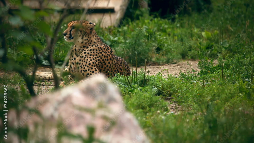 Cheetah lying in grass. Novosibirsk Zoo Cheetah lying in grass. Novosibirsk Zoo