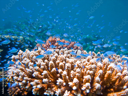 Little Blue Fish and Hard Coral