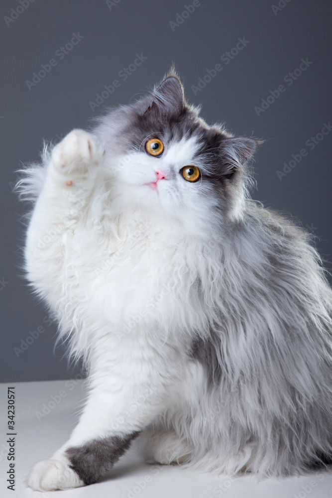 Fototapeta premium Persian cat playing on grey background