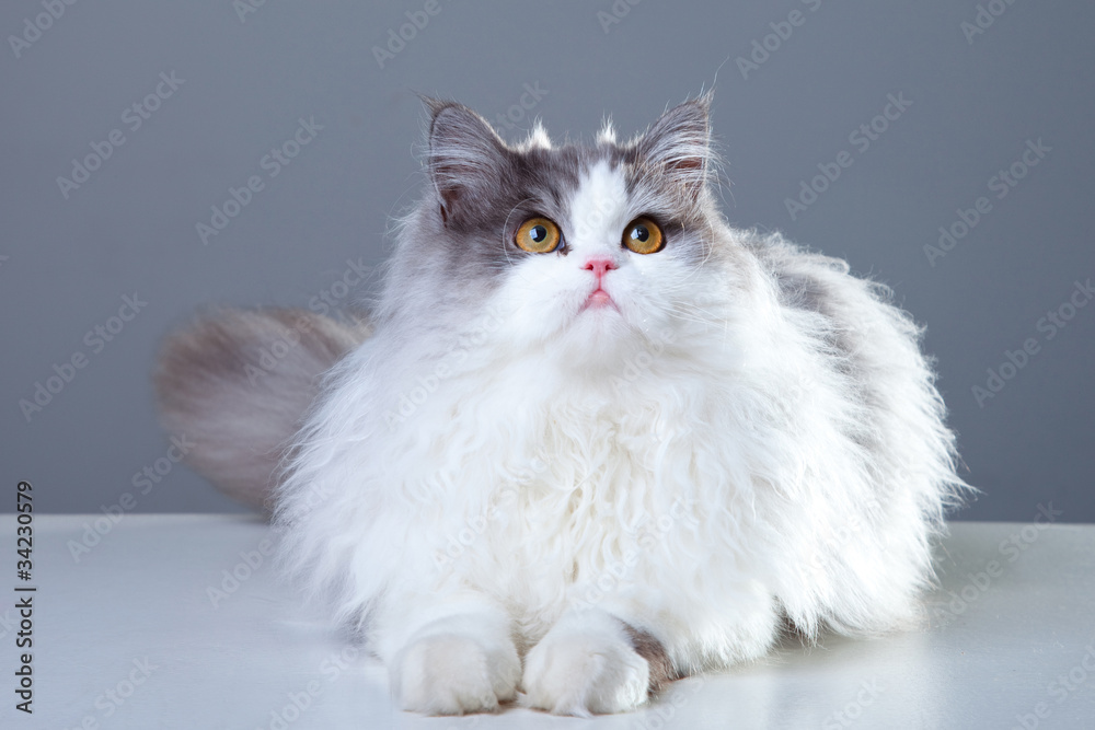 Persian cat lying on grey background
