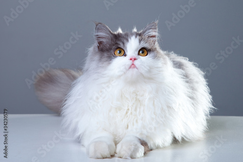 Persian cat lying on grey background