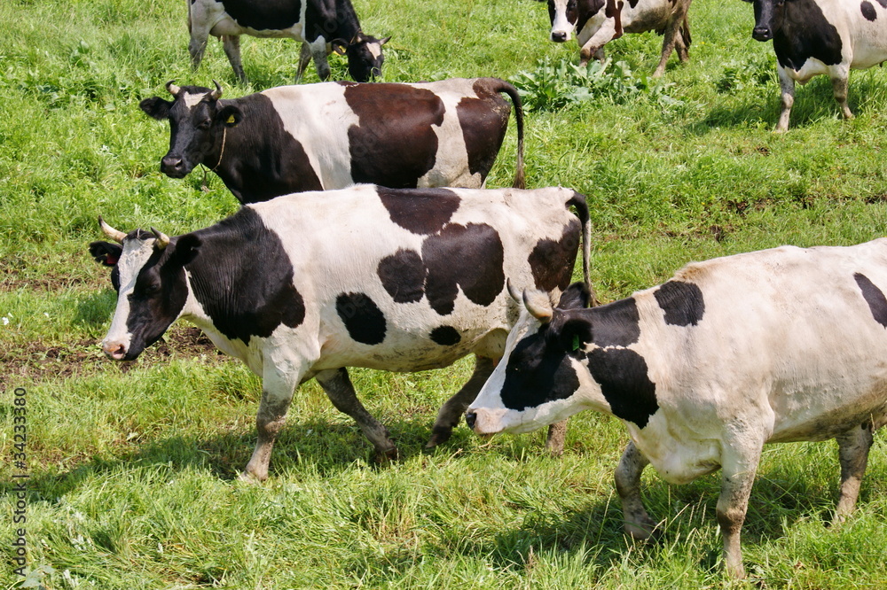Коровы пасутся на лугу. Сельское хозяйство