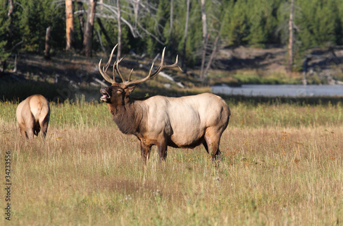 Majestic Bull Elk Bugling