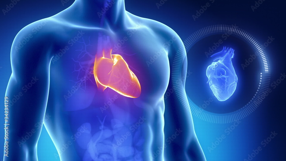 Human heart with thorax in blue orange x-ray view