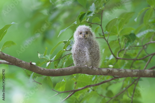 コノハズクの雛