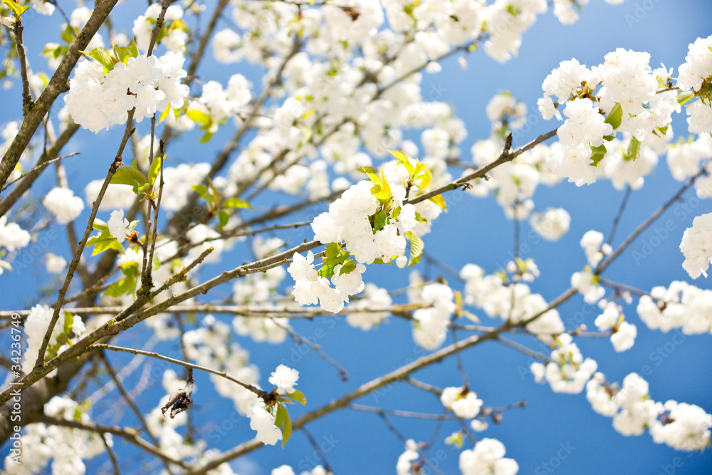 Blossoming tree in spring