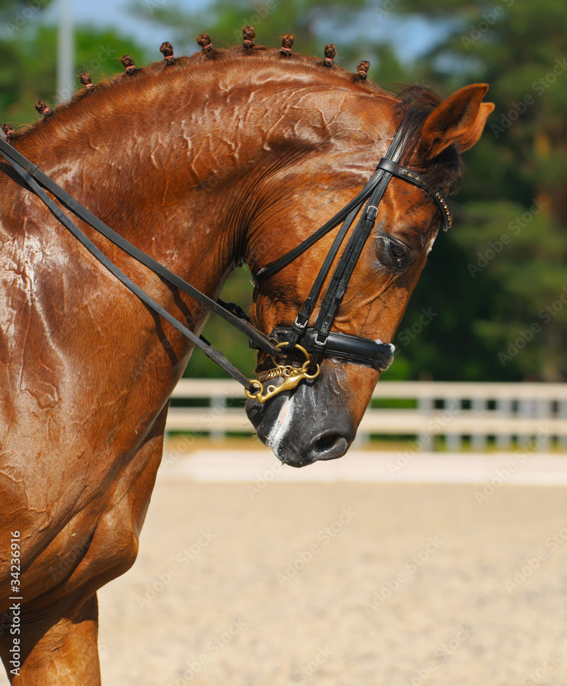 Obraz premium Equestrian sport - portrait of dressage horse