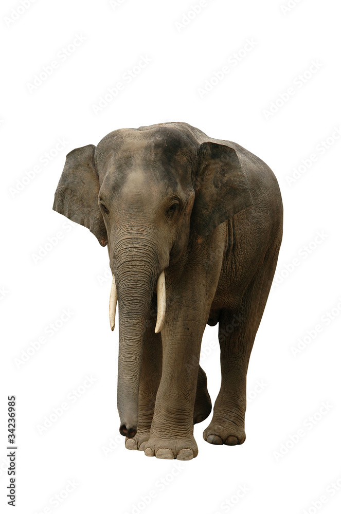 Obraz premium Słoń azjatycki