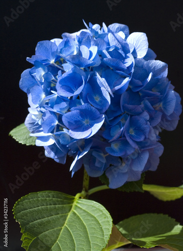 Hortensie, blau, photo