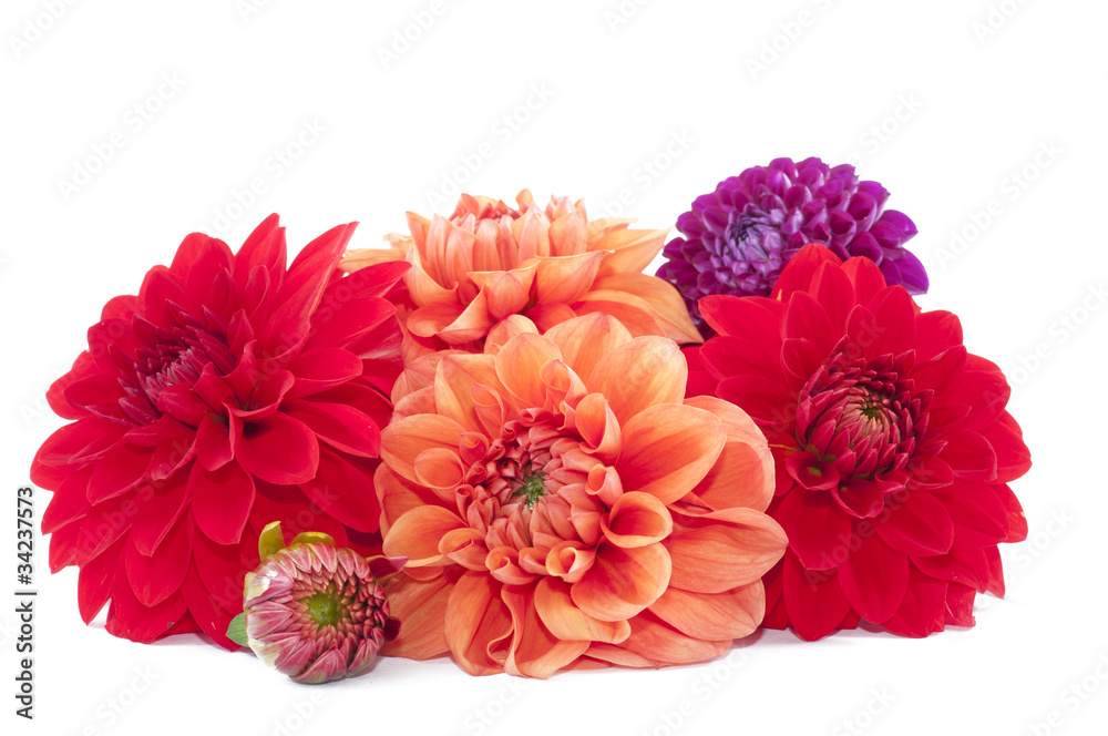 Dahlia