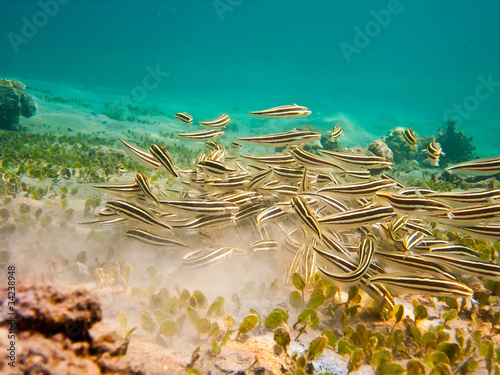School of Striped Eel Catfish