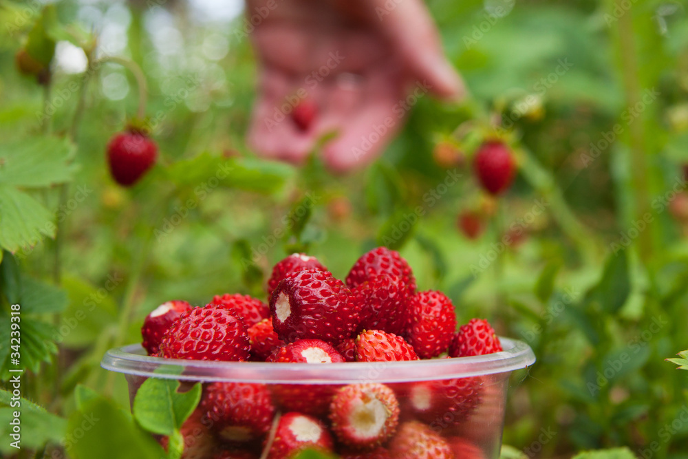Wild strawberry gathering in wood