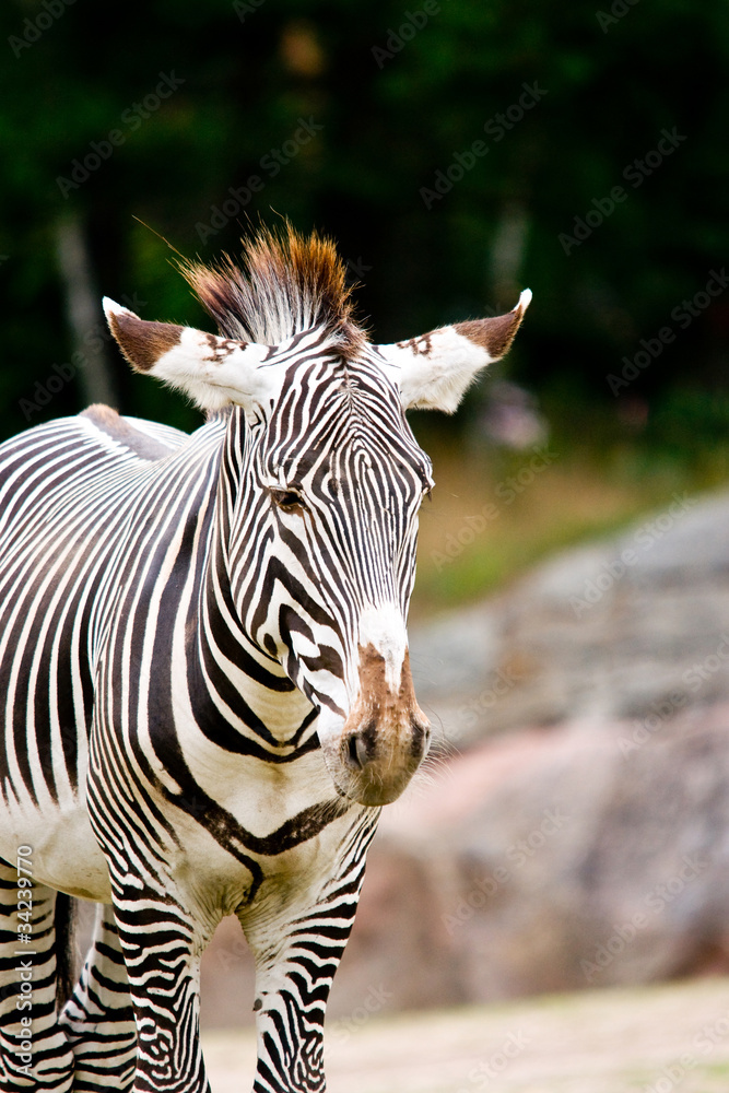 Fototapeta premium Zebra