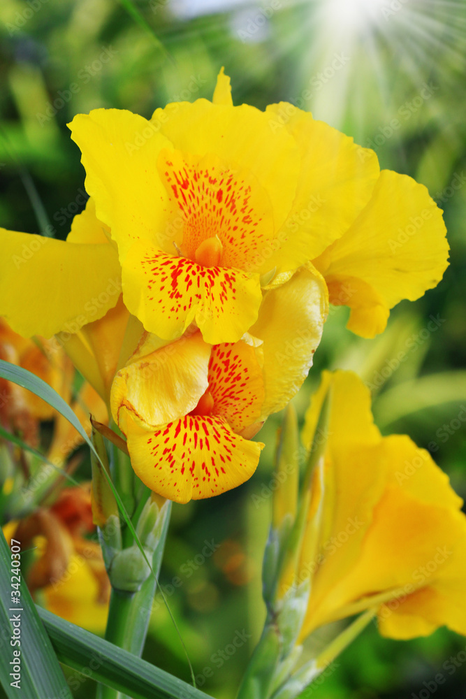 Canna Flower Petals Canna Flower Petals
