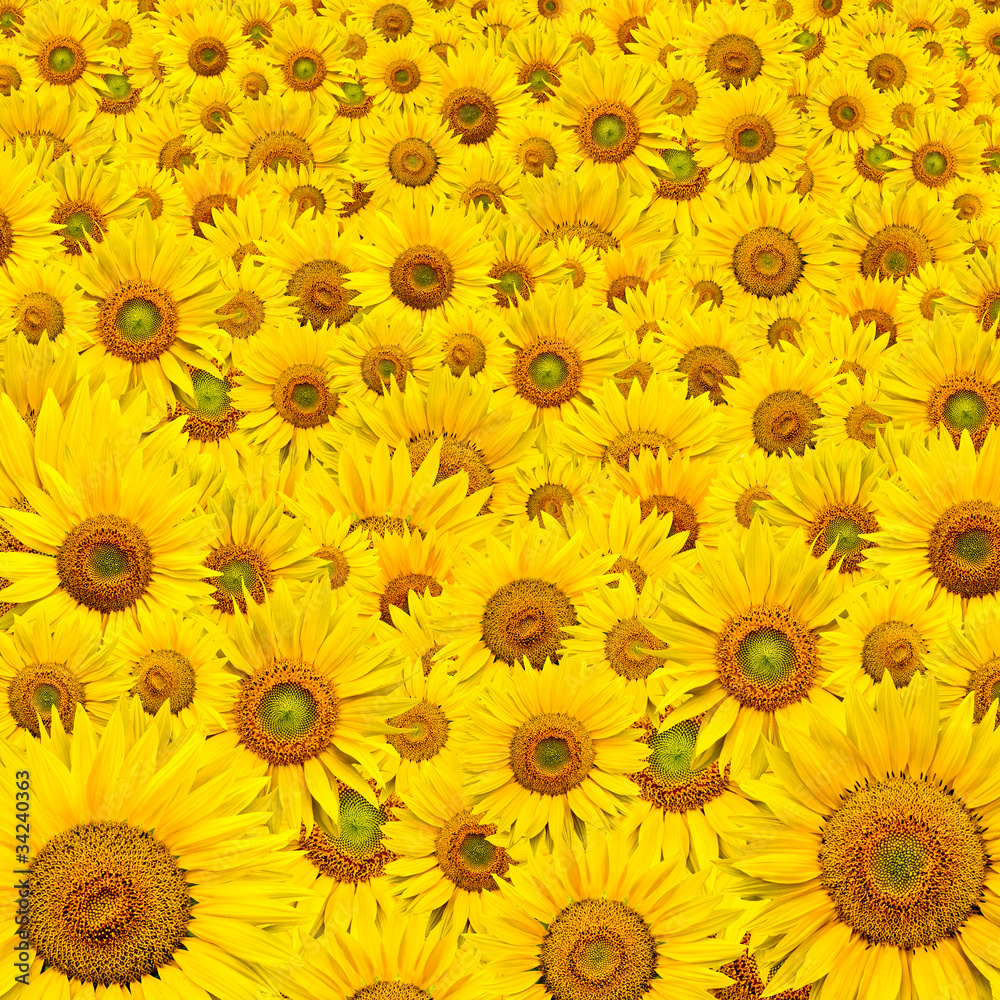 sunflower background sunflower background