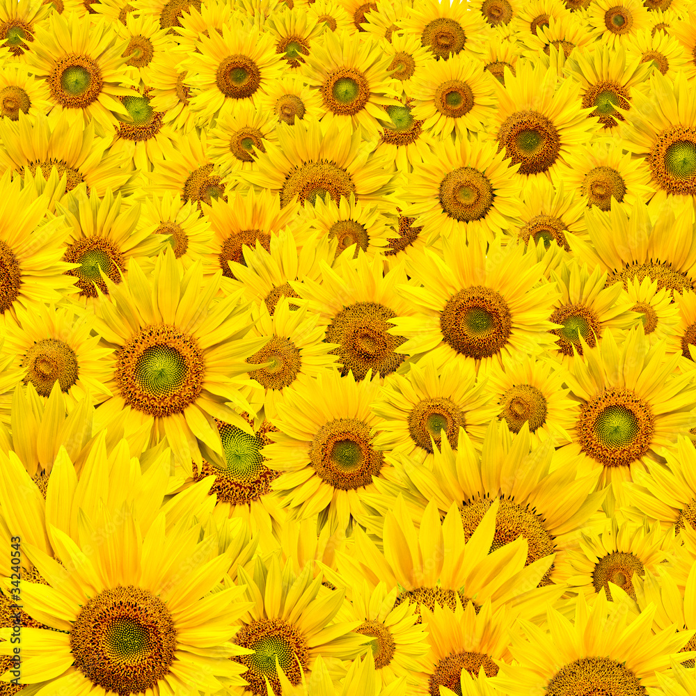 Obraz premium sunflower background