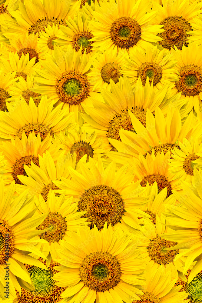 sunflower background sunflower background