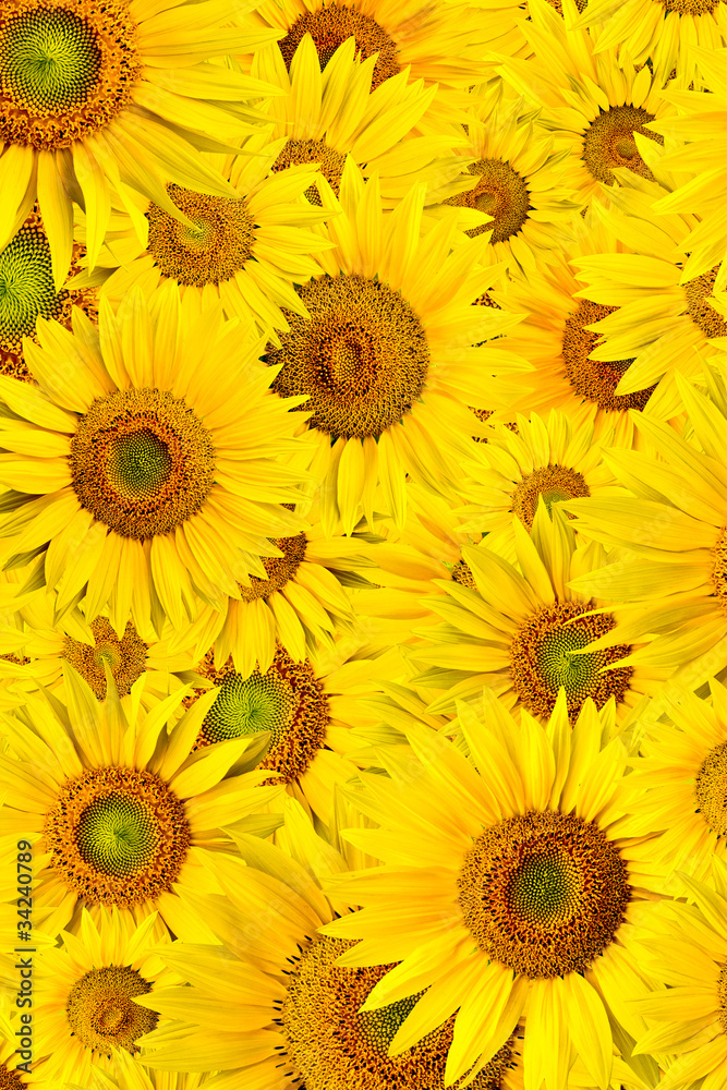 sunflower background sunflower background