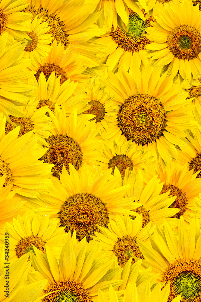 Obraz premium sunflower background