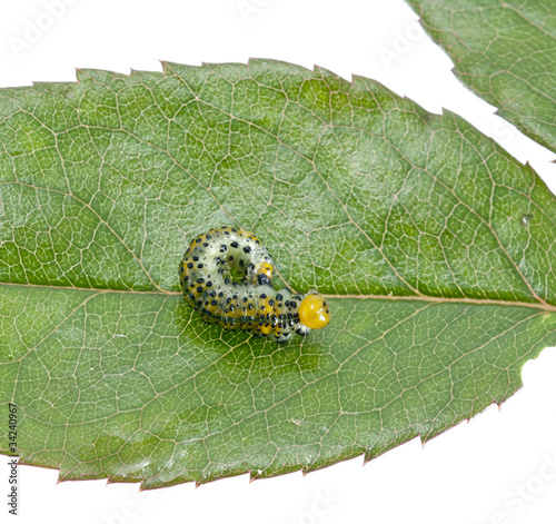 Larva photo