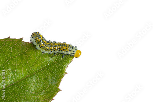 Butterfly larva photo