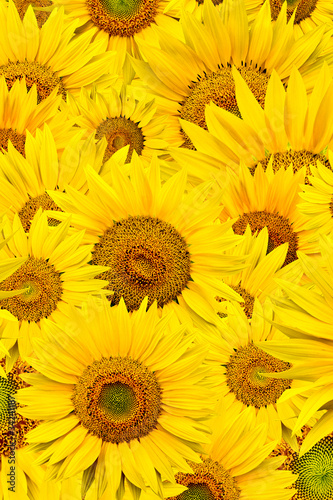 background made of close-up of sunflower heads, shot from top