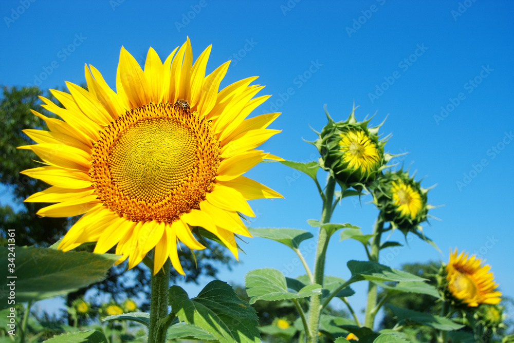 closeup of blossomed sunflower on the field with blue sky closeup of blossomed sunflower on the field with blue sky