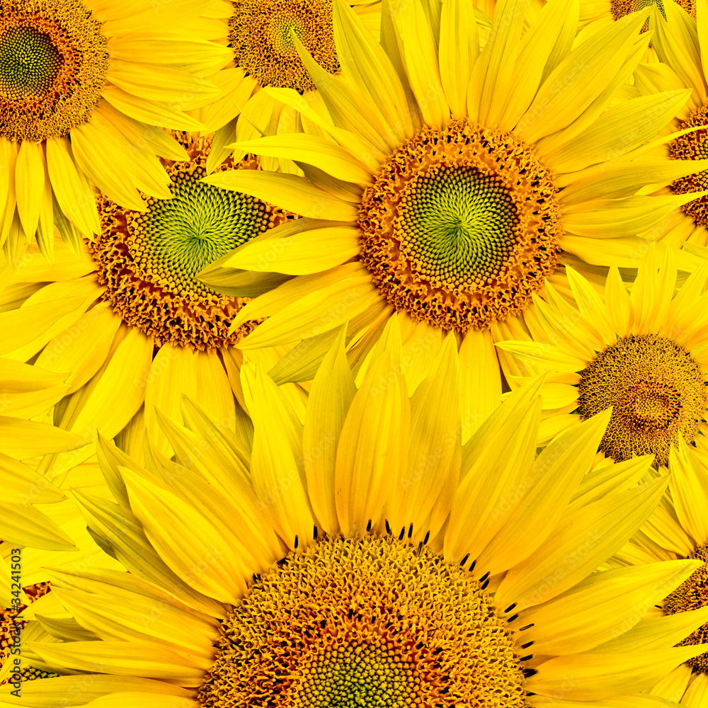 Naklejka premium sunflower background