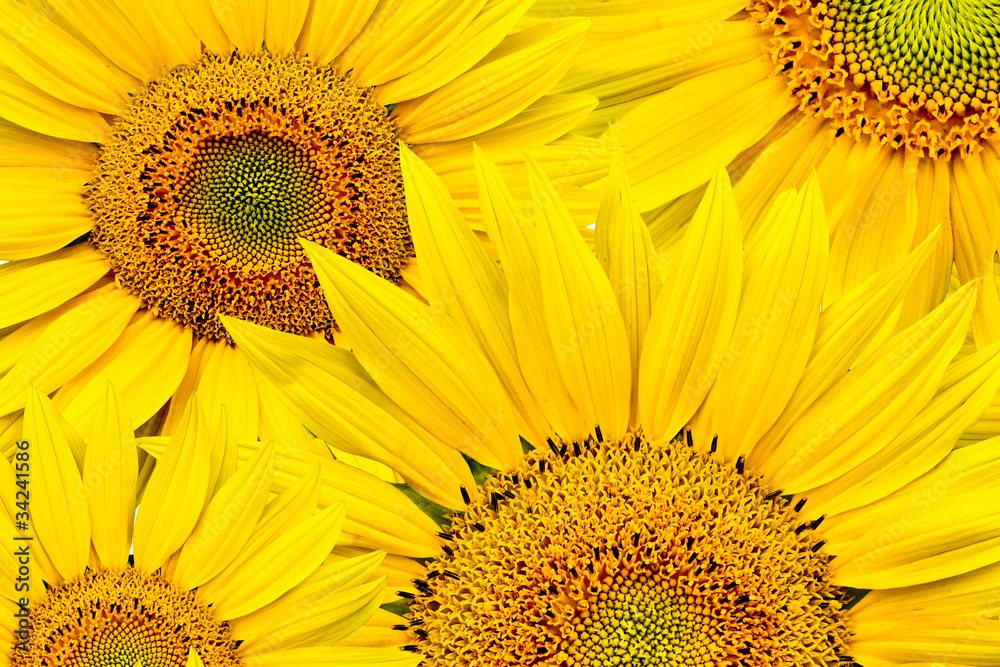 Naklejka premium sunflower background