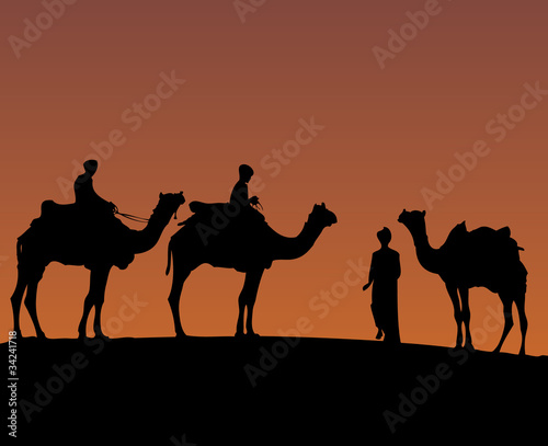 Camels at sunset