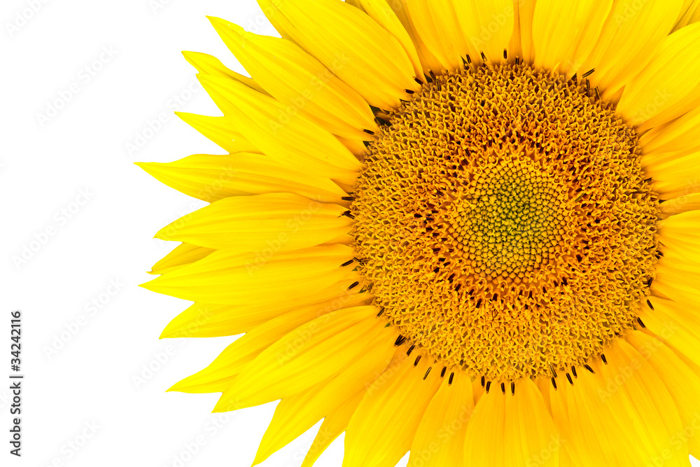 Fototapeta premium sunflower