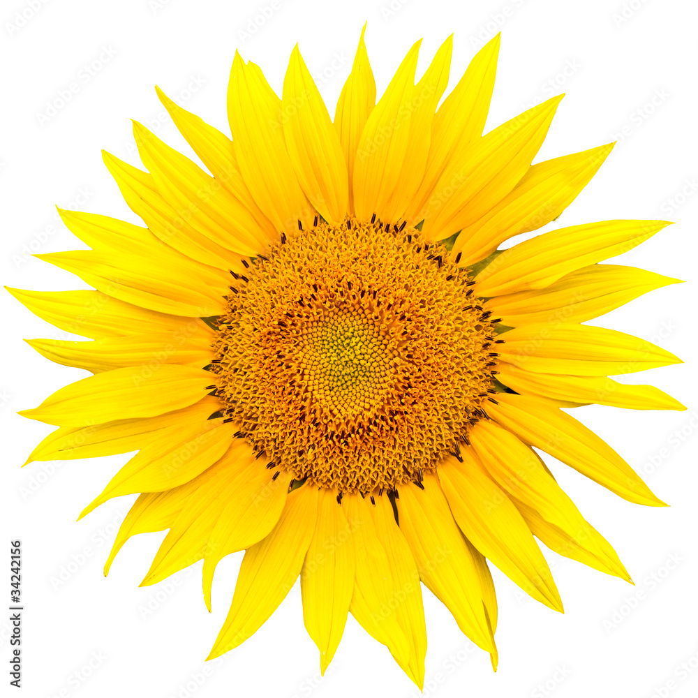 Fototapeta premium sunflower