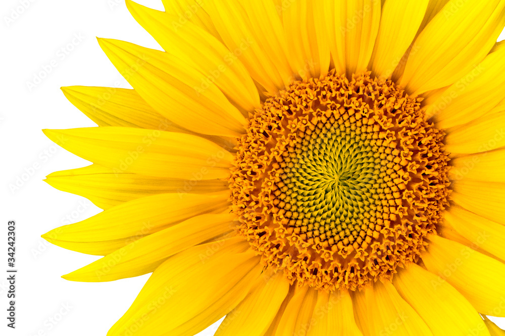 Fototapeta premium sunflower