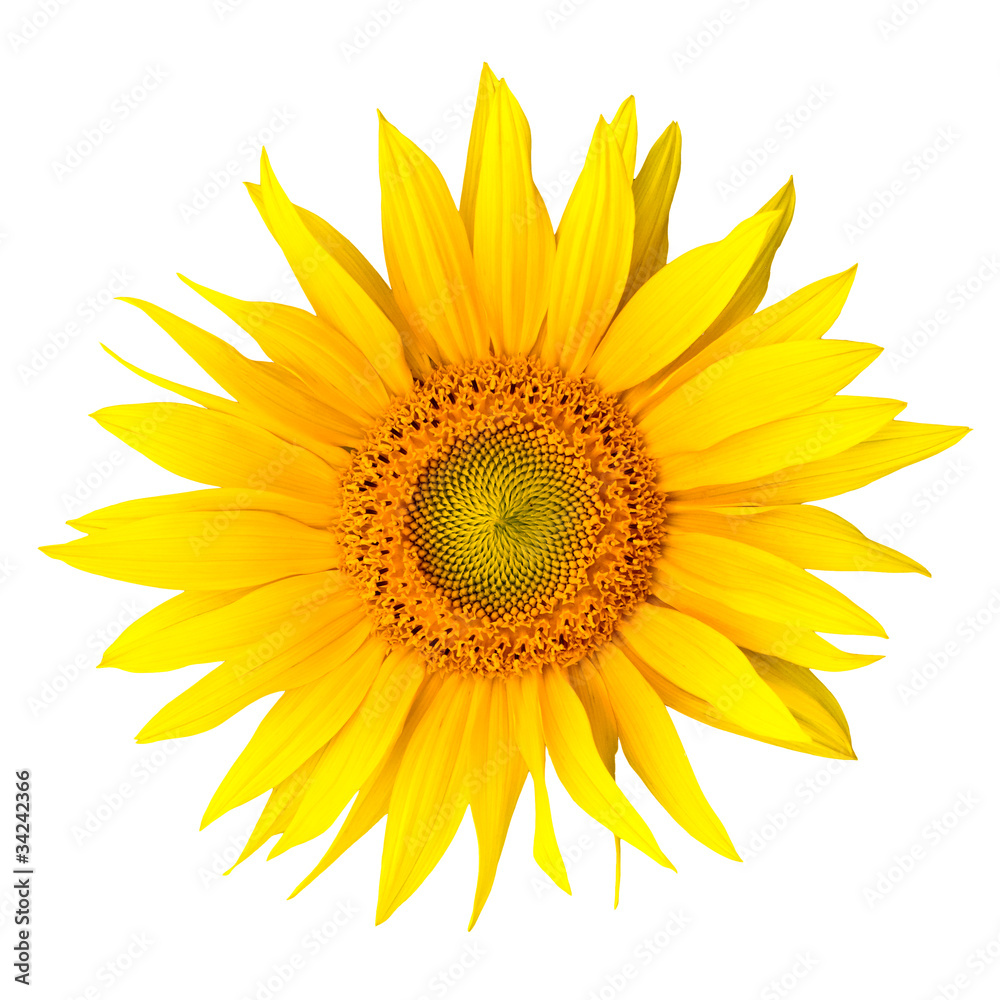 Fototapeta premium słonecznik