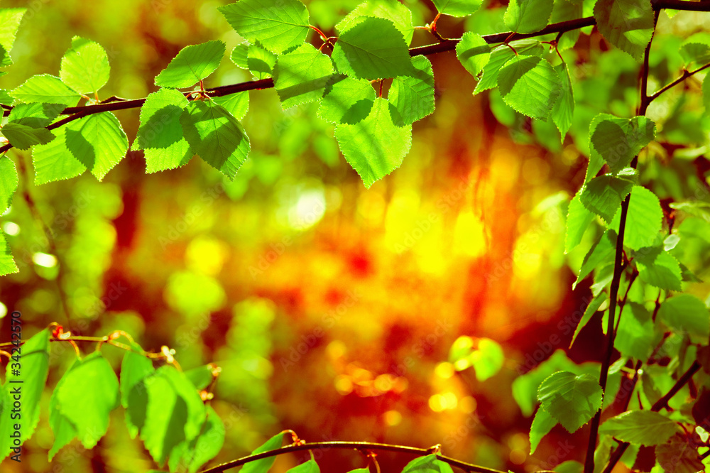 Fresh leaves Fresh leaves