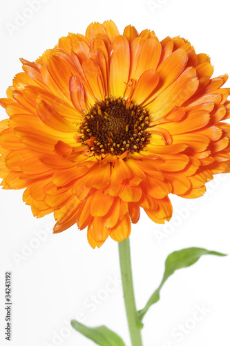 Ringelblume  Calendula officinalis 