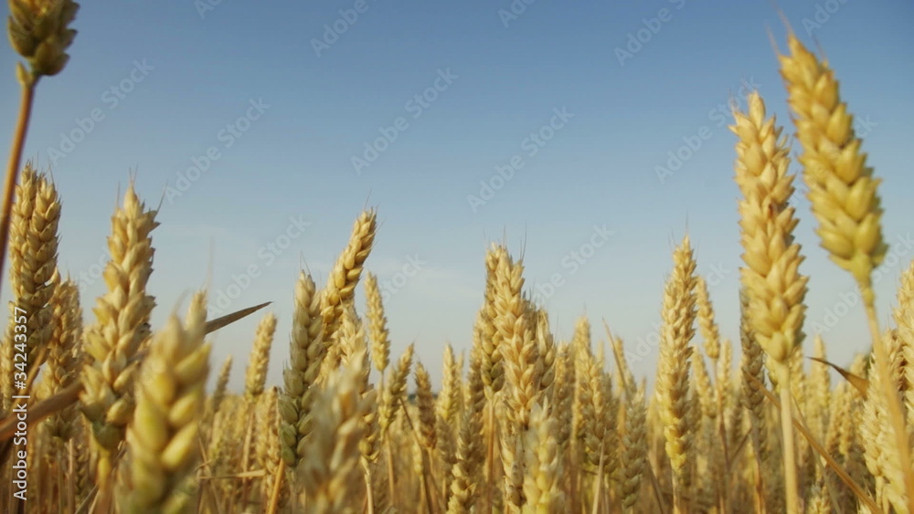 grain from farm field on clear blue sky grain from farm field on clear blue sky